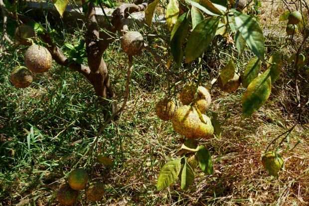 Γεωπόνε, η πορτοκαλιά εκπέμπει SOS