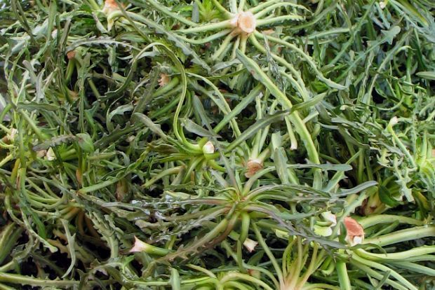 Γεωπόνε, μίλα μας για σταμναγκάθι