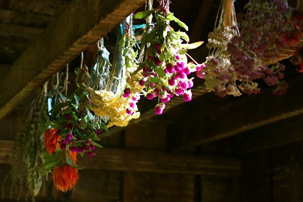 Γεωπόνε, πώς αποξηραίνω τα λουλούδια;