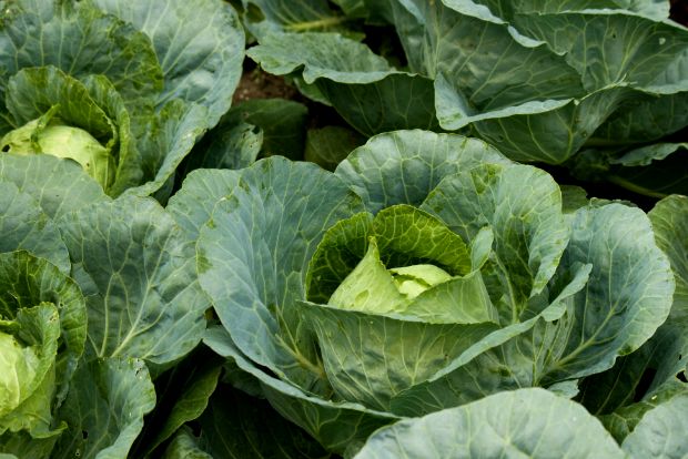 Γεωπόνε, πώς φυτεύω λάχανο από σπόρο;