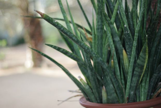 Γεωπόνε, πώς μεταφυτεύω την αλόη;