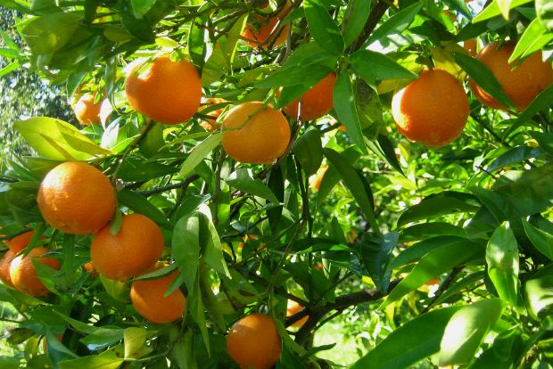 Γεωπόνε, πώς να φροντίσω τη μανταρινιά;