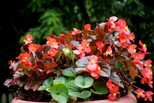 Γεωπόνε, πώς να φροντίσω τις μπιγκόνιες;