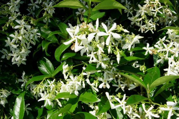 Γεωπόνε, πώς πολλαπλασιάζω το ρυγχόσπερμα;