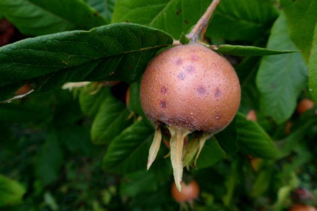 Γεωπόνε, πώς θα φροντίσουμε τις μουσμουλιές;