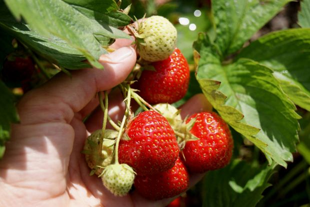 Γεωπόνε, πώς θα καλλιεργήσω φράουλες;