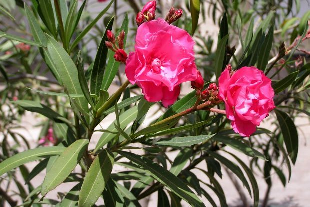 Γεωπόνε, πώς θα σώσω τις πικροδάφνες;