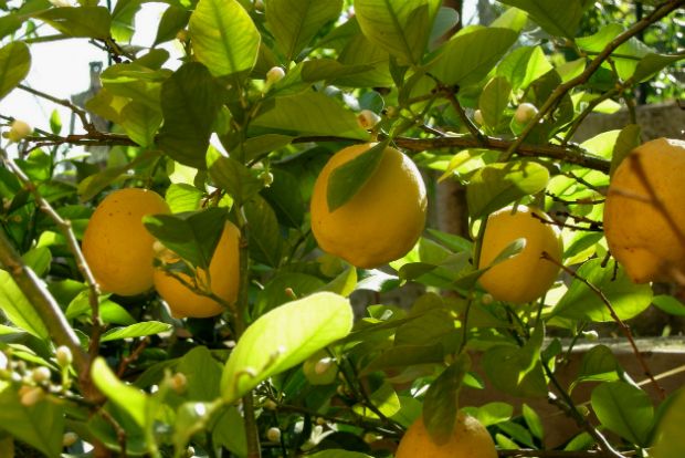 Γεωπόνε, πώς ξαναζωντανεύει η λεμονιά;