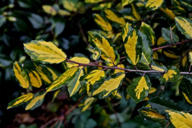 Γεωπόνε, τι φυτεύουμε κοντά στη θάλασσα;