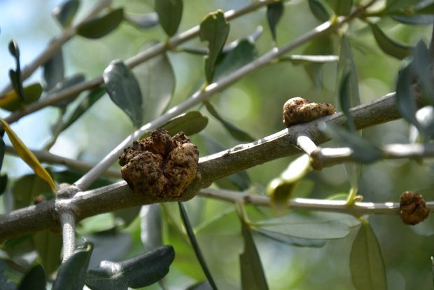 Γεωπόνε, τρώμε ελιές από άρρωστα λιόδεντρα;