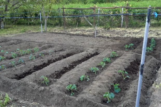 Γεωργός ή τροφοσυλλέκτης;