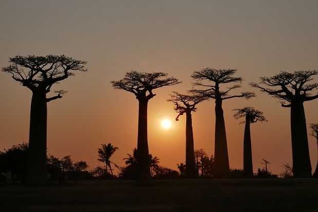 Γεύσεις Μαδαγασκάρης στο Caravin