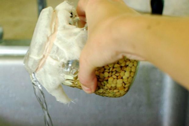 Για κηπουρούς δίχως κήπο: φύτρες στην κουζίνα