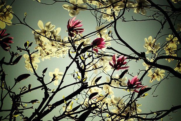 Για μας κελαηδούν τα πουλιά;