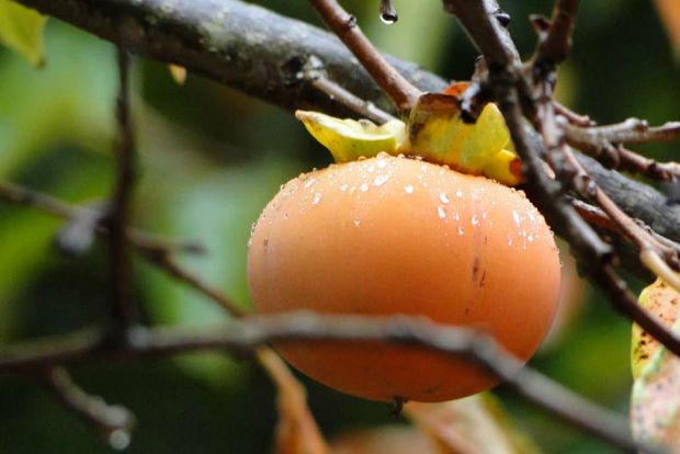 Γιατί δεν είμαι λωτοφάγος