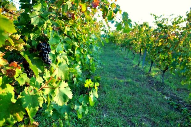 Γιατί Μονπελιέ και όχι Γιαννιτσά;