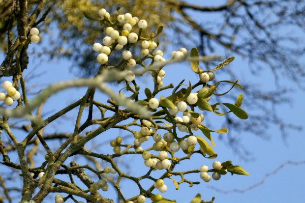 Γιορτινά στολίδια για bostanistas