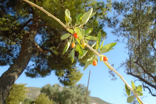 Γκότζι μπέρι: γενναιόδωρα και συναρπαστικά