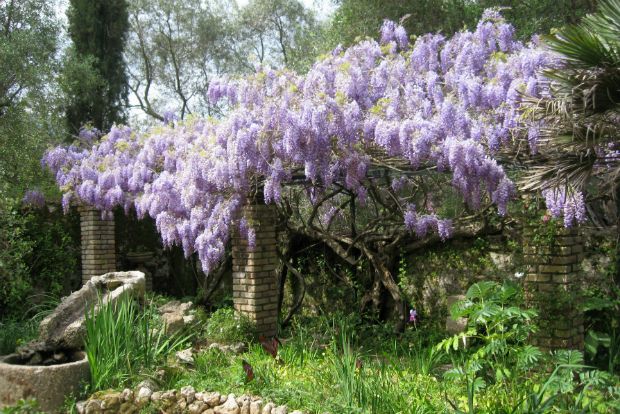 Γλυκιές γλυσίνες για ονειροπόληση