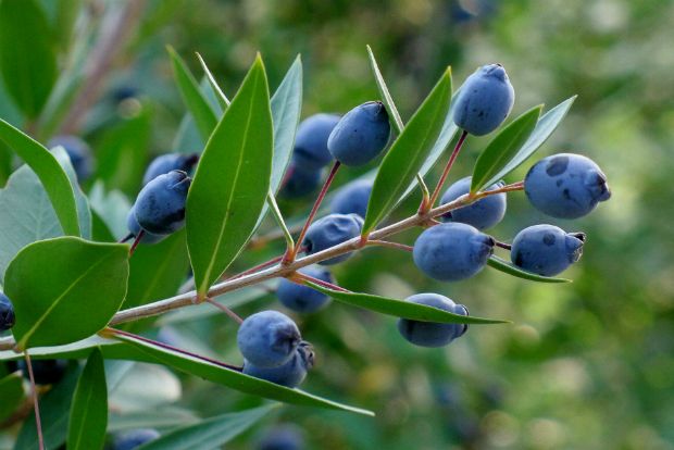 Γλυκόπικρο και μυρωδάτο λικέρ Μυρτιά