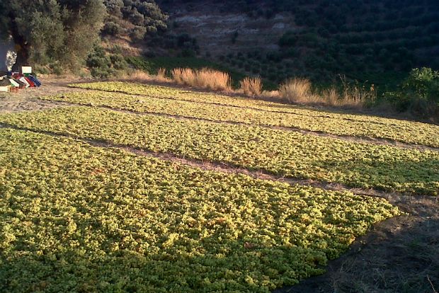 Γνήσια σταφίδα Κρήτης: η πιο γλυκιά μπουκιά