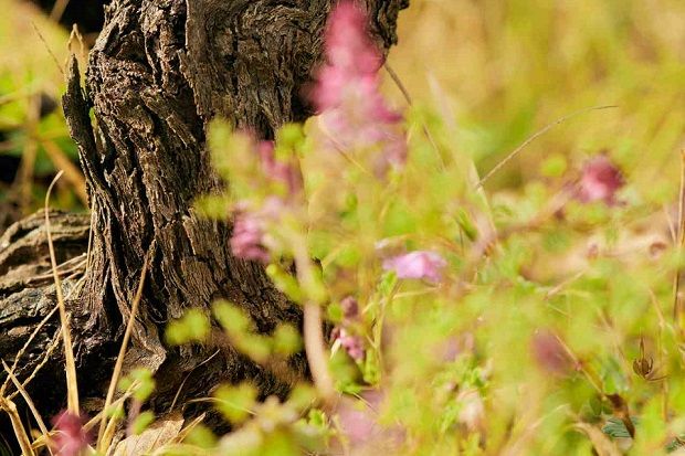 Grape Travel: Ορεινή Κορινθία