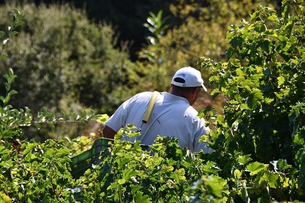 Grape Travel: Βορειοανατολικό Αιγαίο