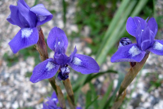 Άγρια ίρις ΙΙΙ: η εφήμερη