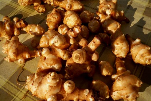 Η αγκινάρα της Ιερουσαλήμ