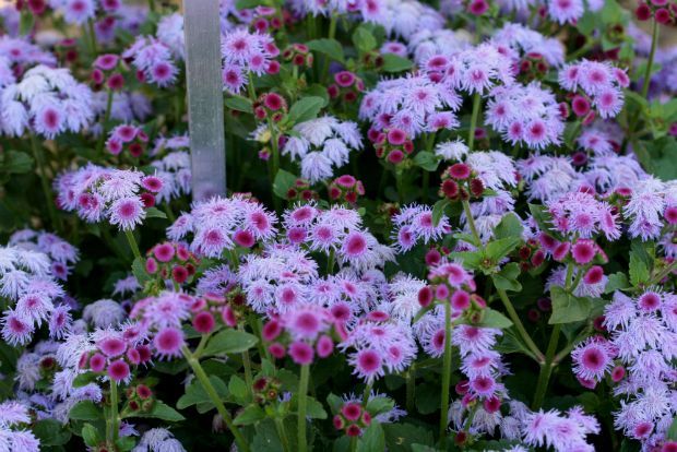 Η άνοιξη μάς έφτασε: αγήρατο και άλυσσο