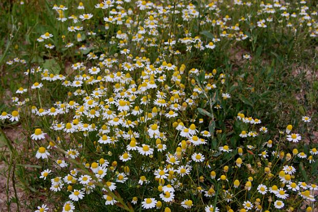 Η αντεπίθεση του χαμομηλιού