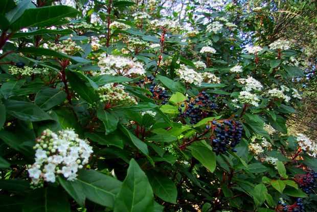 Η δόλια Μαριγώ στη Μαδρίτη