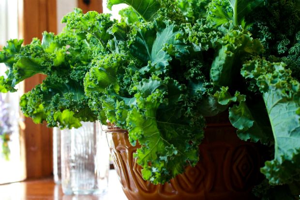 Η εκδίκηση της λαχανίδας