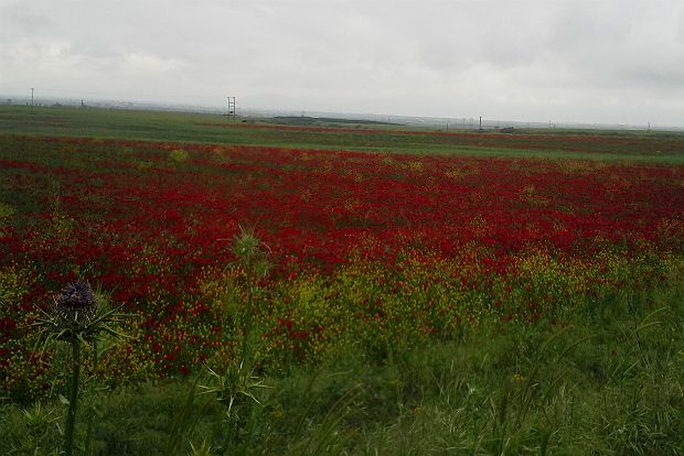 Η εποχή της παπαρούνας