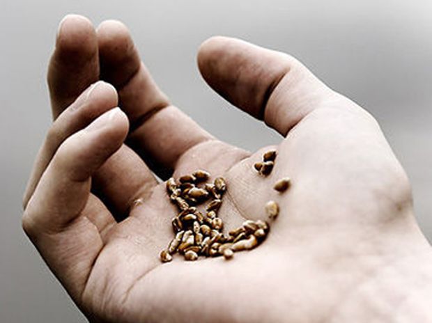 Η Γιορτή των Σπόρων