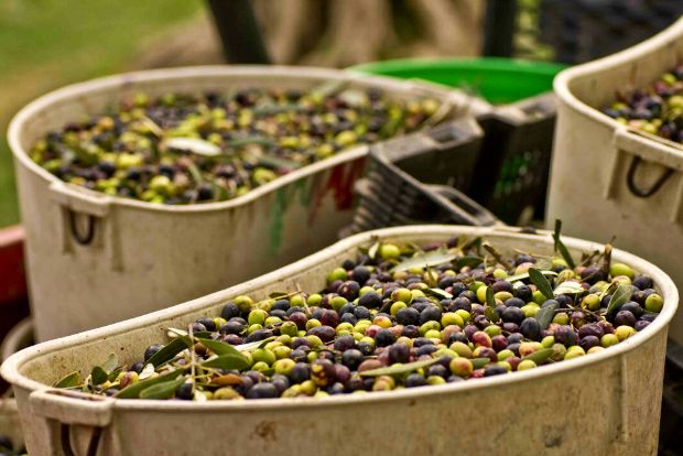 Η ιστορία με το λάδι έχει πολύ ψωμί