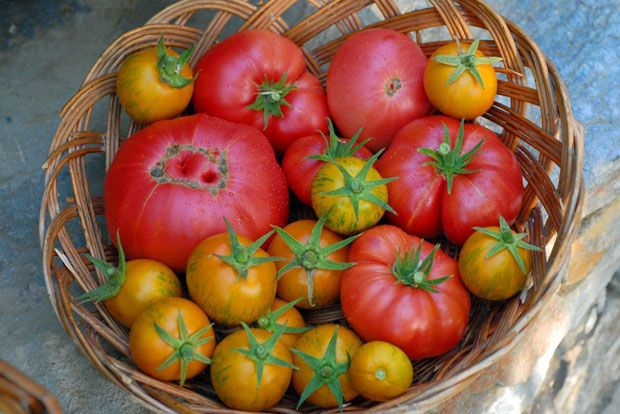 Η μεγάλη ώρα της καλής ντομάτας