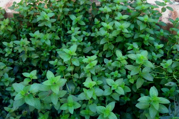 Η μέντα κυριεύει τον κήπο. Πώς την περιορίζω;