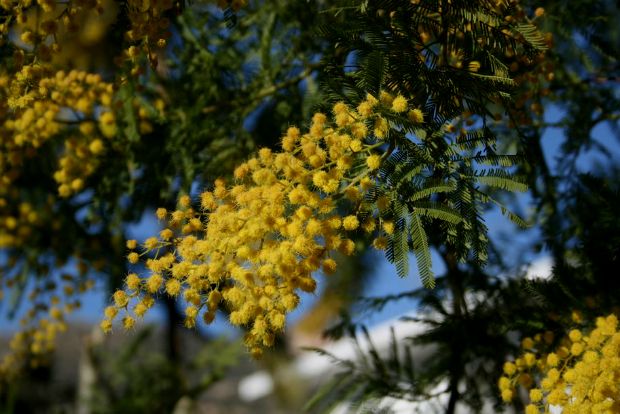 Η μιμόζα ξεράθηκε. Έχει ελπίδες;