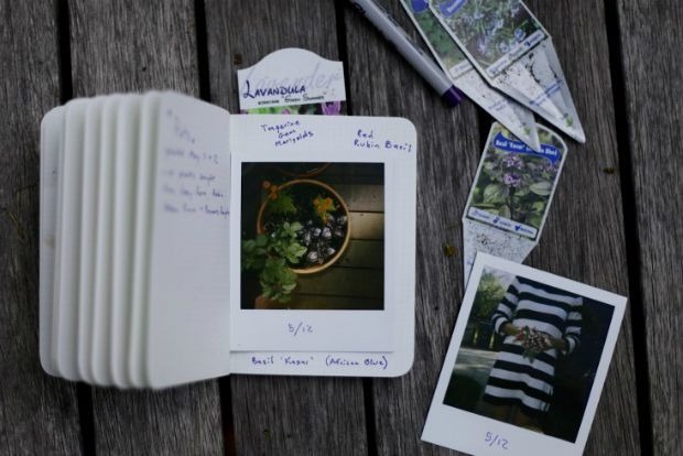 Η πρωτάρα και το μποστάνι