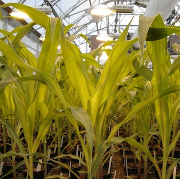 Η πτώση της Monsanto