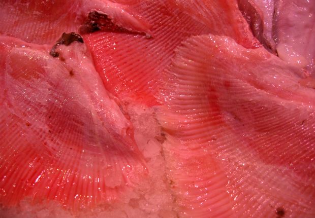 Η ράζα του Μπέλλου