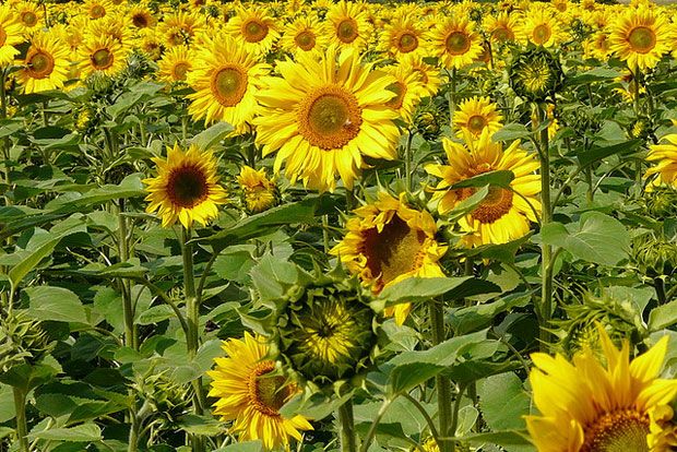 Ηλιόσπορος o ευεργετικός