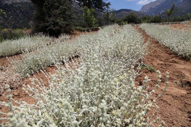 Ιστορίες της Κρήτης: μαλοτήρα χειμώνα-καλοκαίρι