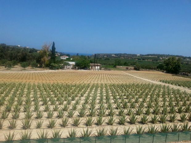 Ιστορίες της Κρήτης: smoothies με αλόη