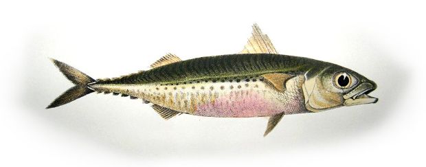 Και τον Αύγουστο κολιός; Όχι!