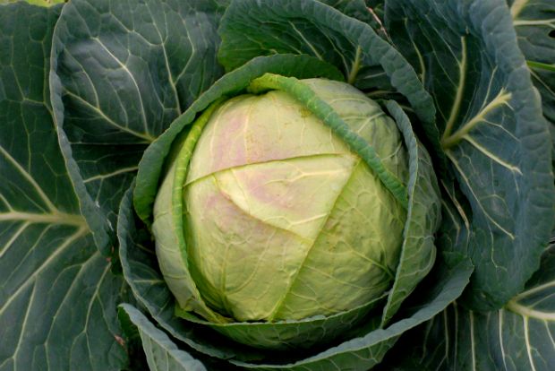 Καιρός φέρνει τα λάχανα…