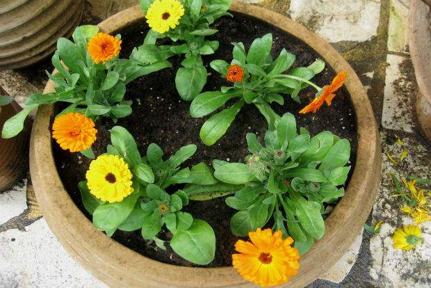 Καλέντουλα: γούρι, φάρμακο, σαλατικό