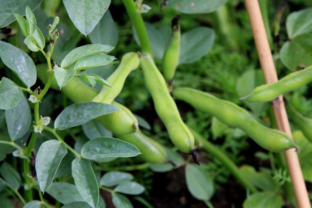 Καλλιεργώ φασόλια: οδηγίες προς υποψηφίους