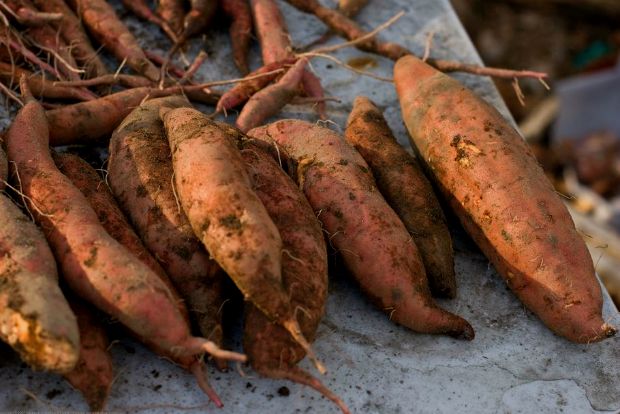 Καλλιεργώ γλυκοπατάτες: συμβουλές και βασικές οδηγίες